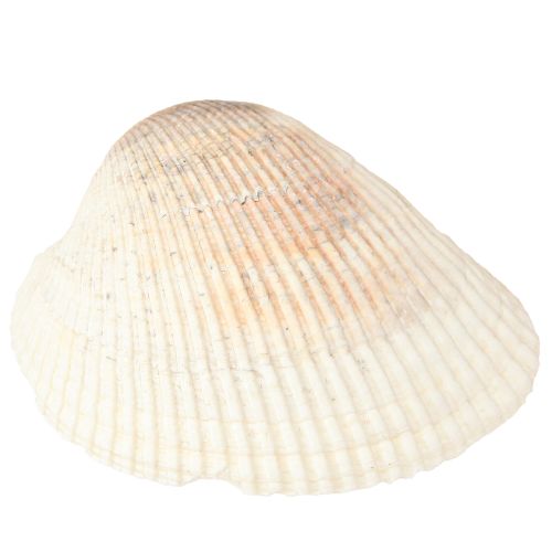 Artikel Skaldekorationsskaller hvide brune hjertemuslinger 5-7cm 300g