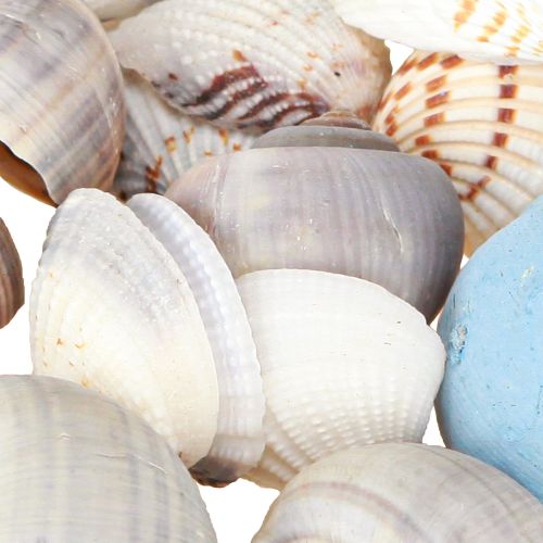 Artikel Skaldekoration sneglehuse blå natur 3–5 cm 150 g