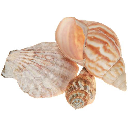 Floristik24 Skaldekoration havsnegl natur 350g × 3 stk