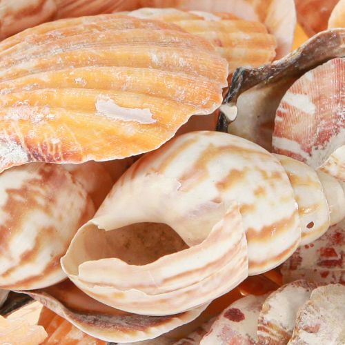 Artikel Skaldekoration havsnegl natur 350g × 3 stk