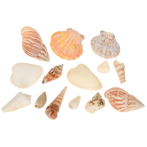 Artikel Skaldekoration havsnegl natur 350g × 3 stk