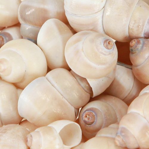 Floristik24 Musling Umachi 500 g