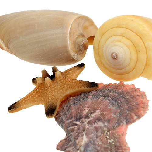 Floristik24 Shell mix i en æske naturlig 380g