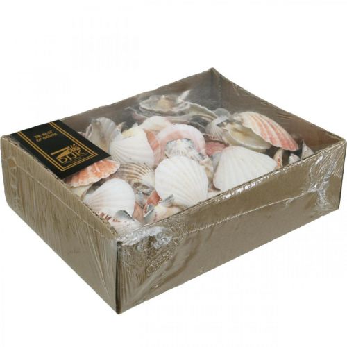 Floristik24 Skalkasse, naturlige kammuslinger, maritim dekoration H3–5cm 900g