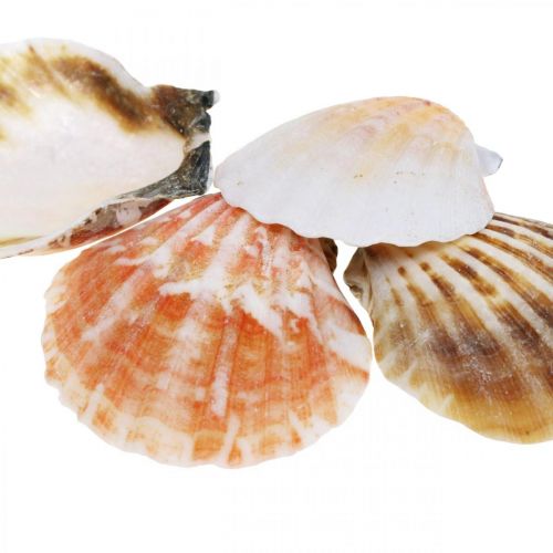 Floristik24 Skalkasse, naturlige kammuslinger, maritim dekoration H3–5cm 900g