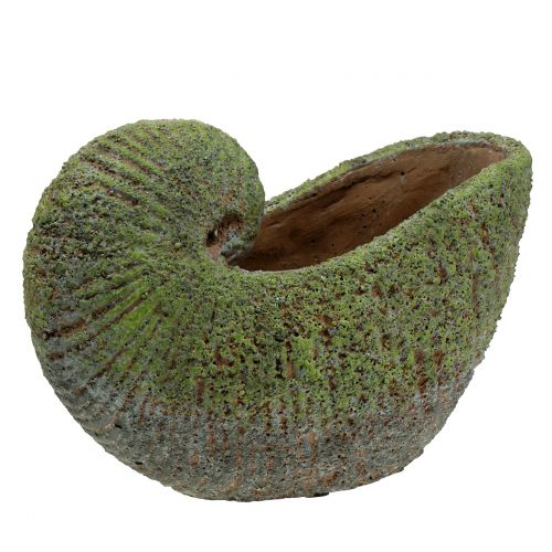 Floristik24 Musling til plantning med mos 28,5 cm x 14 cm H21cm