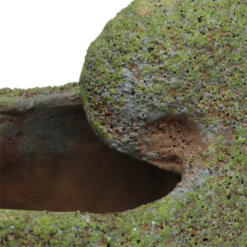 Floristik24 Musling til plantning med mos 28,5 cm x 14 cm H21cm