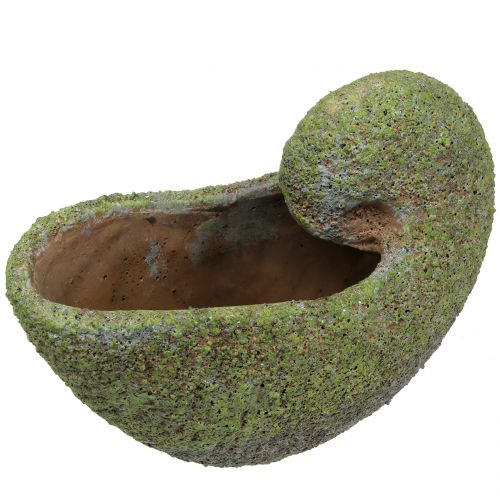 Floristik24 Musling til plantning med mos 28,5 cm x 14 cm H21cm