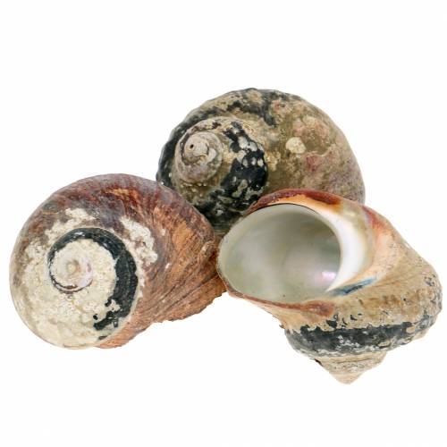 Floristik24 Turban shell alikreukel naturlig 500g
