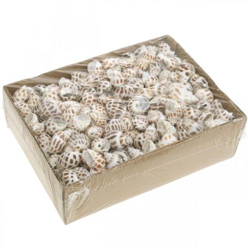 Artikel Skaldekoration, mini deco-snegl, havsnegleblanding L2–4cm 780g