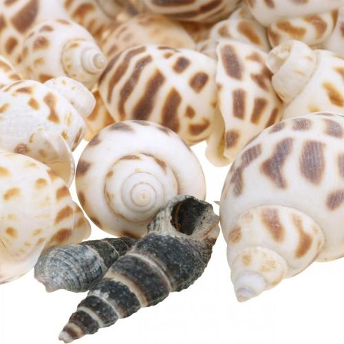 Artikel Skaldekoration, mini deco-snegl, havsnegleblanding L2–4cm 780g