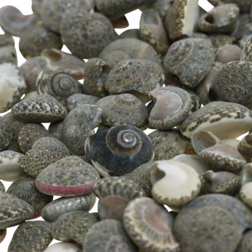 Spredte dekorationsskaller umbonium, maritim dekoration natur 8-16mm 1400g