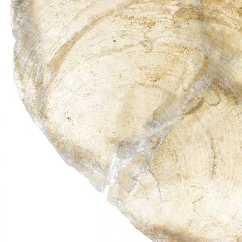 Artikel Stranddekoration, capiz-skaller 5-10 cm, naturgenstande, perlemor, maritim 1 kg