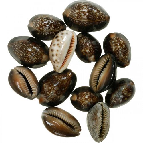 Floristik24 Cowrie shell deco natur maritim dekoration havsnegle 500g