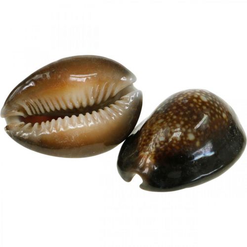 Floristik24 Cowrie shell deco natur maritim dekoration havsnegle 500g