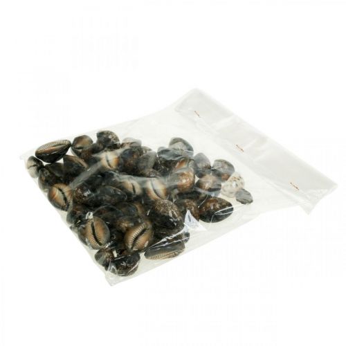 Floristik24 Cowrie shell deco natur maritim dekoration havsnegle 500g