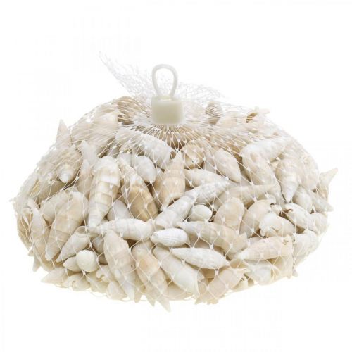 Artikel Deco snegle hvide, havsnegl naturlig dekoration 2-5cm 1kg