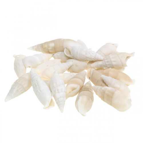 Artikel Deco snegle hvide, havsnegl naturlig dekoration 2-5cm 1kg