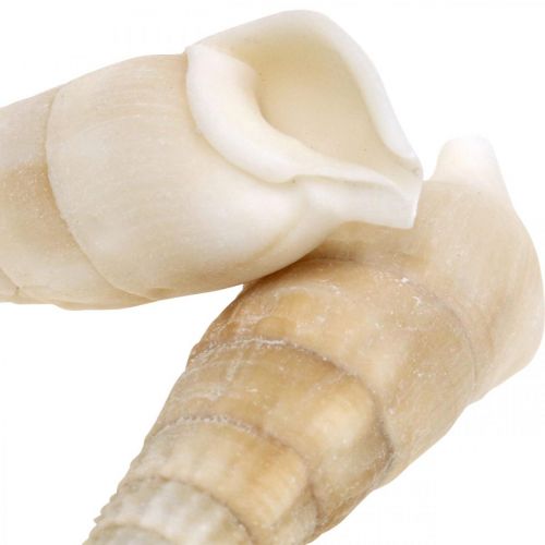 Artikel Deco snegle hvide, havsnegl naturlig dekoration 2-5cm 1kg