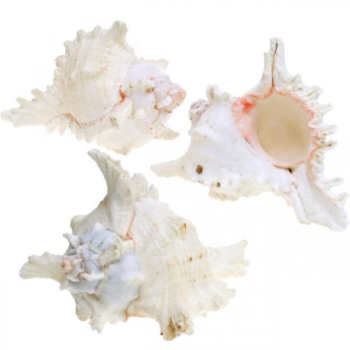 Artikel Skal Chicoreus ramosus 16cm 3 stk