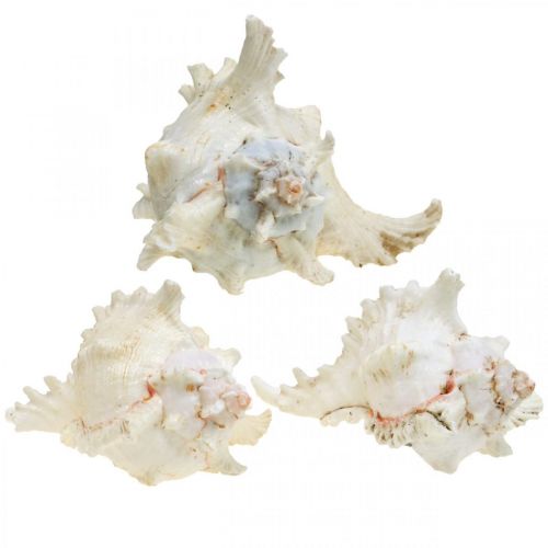 Artikel Skal Chicoreus ramosus 16cm 3 stk