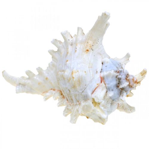 Artikel Skal Chicoreus ramosus 16cm 3 stk