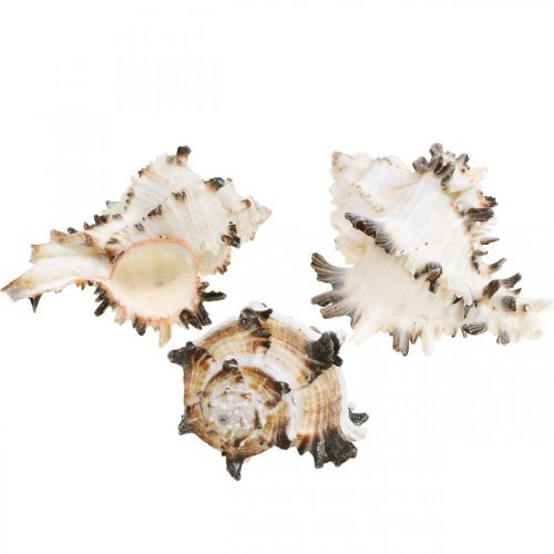 Floristik24 Deco sneglehuse stribede, havsnegle naturlig dekoration 1kg