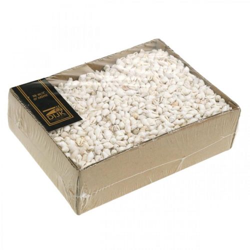 Floristik24 Naturlige Deco Skaller Nassa Maritime Deco Hvid 8-15mm 1190g