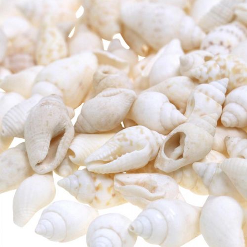 Floristik24 Naturlige Deco Skaller Nassa Maritime Deco Hvid 8-15mm 1190g