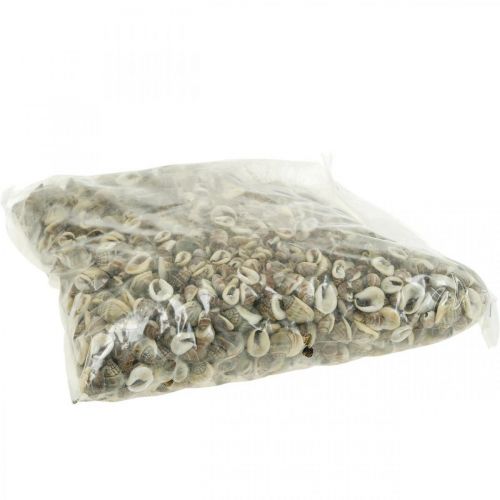 Floristik24 Naturlig dekoration, snegleskaller naturlig 1–2 cm, skal dekoration 1 kg