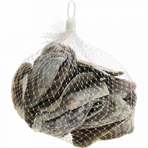 Artikel Maritim dekoration, Capiz-skaller, naturgenstande perlemor, violet 8-14 cm 1 kg