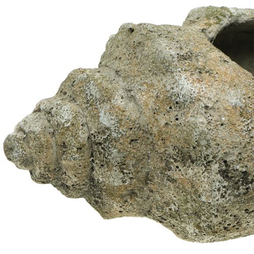 Floristik24 Skal til plantning af L40cm