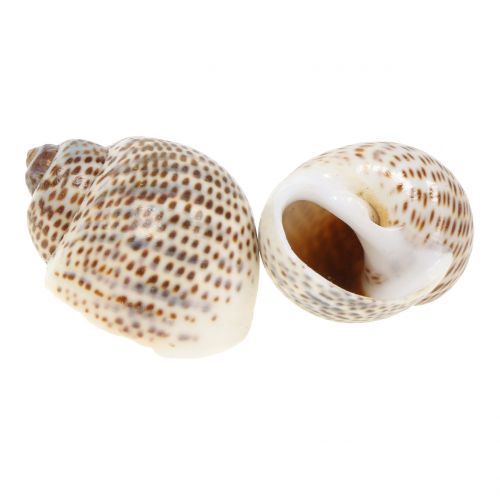 Floristik24 Naturlige sneglehuse 500g