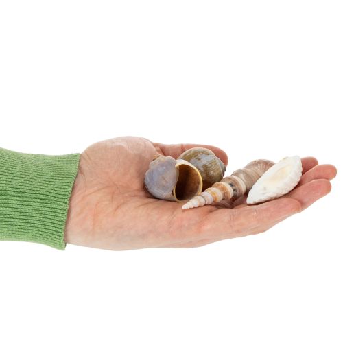 Artikel Skaller og snegle Naturlige maritime dekorative genstande til stilfuld indretning 500 g
