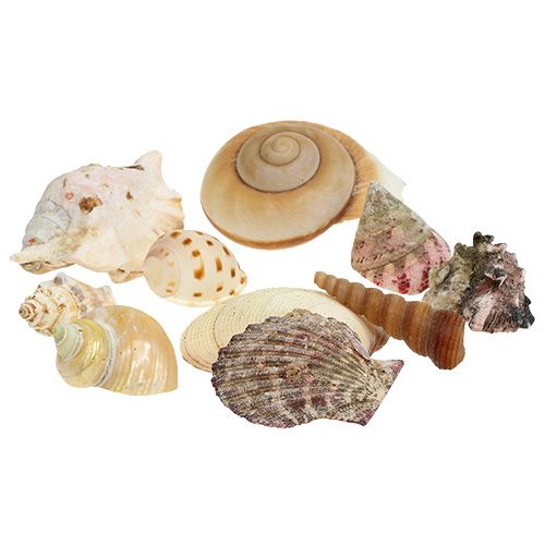 Floristik24 Shell mix i en kurv 16cm x 16cm