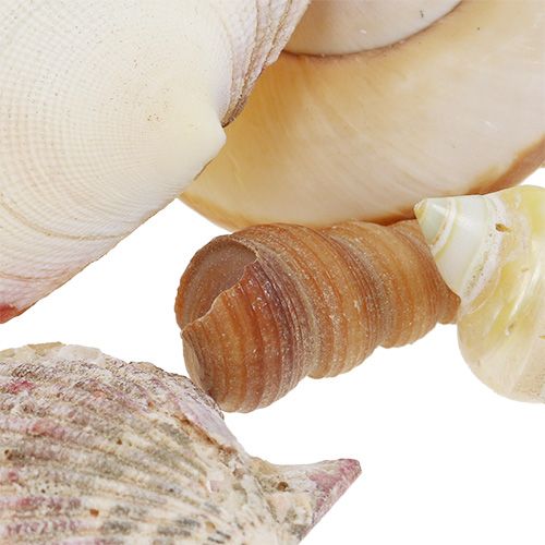 Floristik24 Shell mix i en kurv 16cm x 16cm