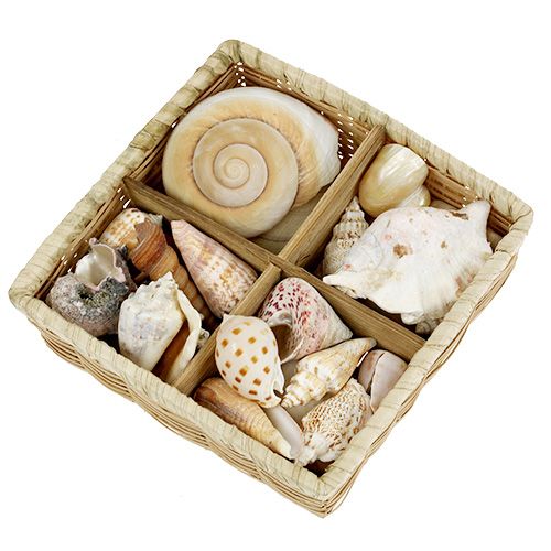 Floristik24 Shell mix i en kurv 16cm x 16cm