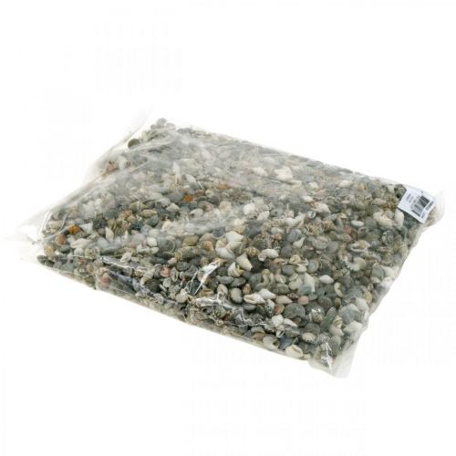 Floristik24 Dekorative snegleskaller mini natur mix maritim dekoration 1 kg