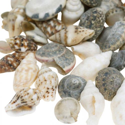 Floristik24 Dekorative snegleskaller mini natur mix maritim dekoration 1 kg