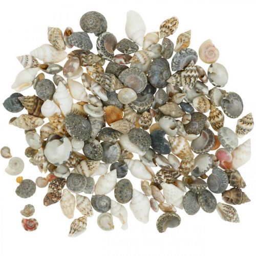 Floristik24 Dekorative snegleskaller mini natur mix maritim dekoration 1 kg