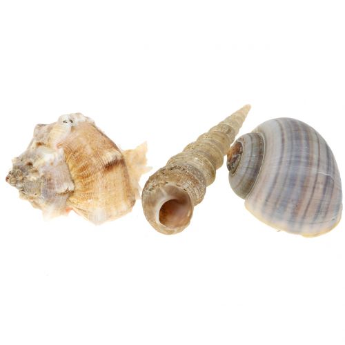 Floristik24 Shell mix naturlige 500g