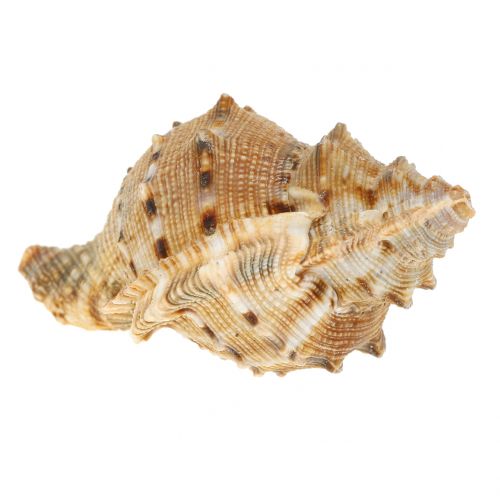 Floristik24 Skal sortiment naturlig 500g