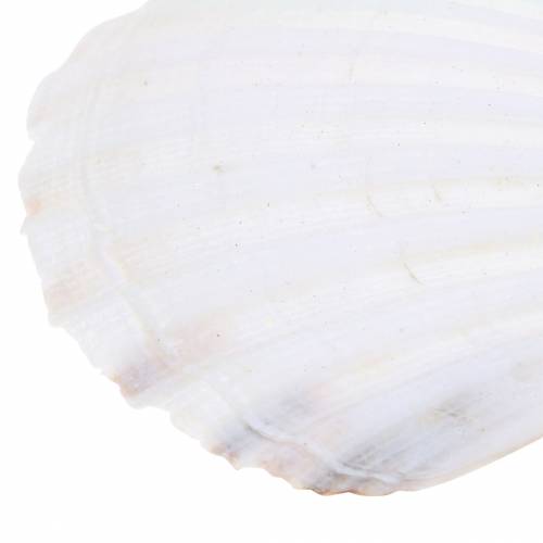 Skaldekorationer kammuslinger naturlige 11-13 cm 8stk