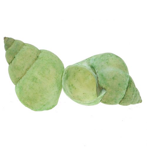Floristik24 Snail shell sortiment 1kg