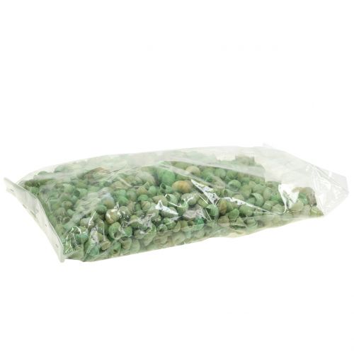 Floristik24 Snail shell sortiment 1kg