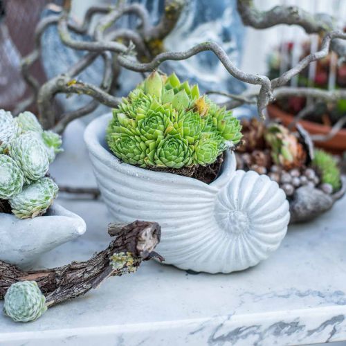 Floristik24 Skaller til plantning, maritim dekoration, plantekrukke Nautilus beton L15cm H9,5cm 2stk.
