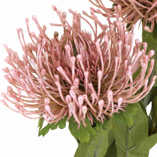 Floristik24 Efterårsblomst nålepude kunstig Protea Rosa Leucospermum 73cm 3 stk.