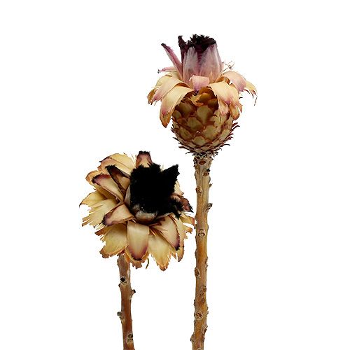 Nerifolia Bud 25 stk