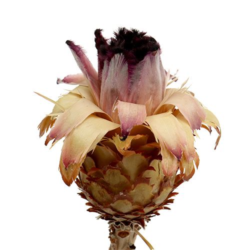 Nerifolia Bud 25 stk