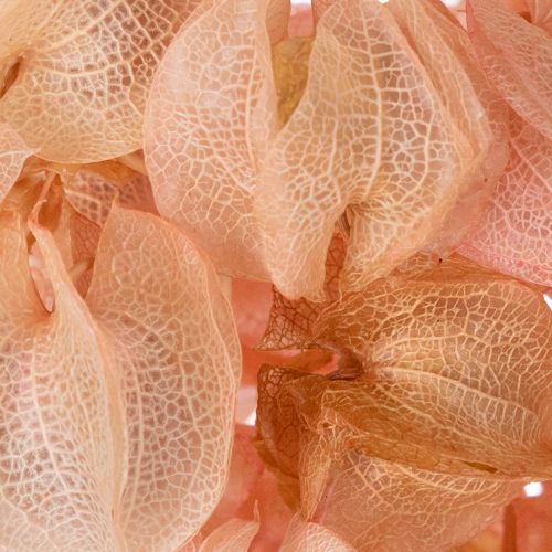 Artikel Tørret blomsterstilk skaber en romantisk atmosfære i ethvert opholdsområde (75 cm)